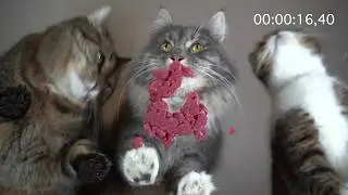 Can Your Cat Do THIS??? Kleine eating 100g of Beef super fast - RAW feeding