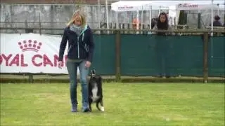 MIND THE DOG LYCAN, 1° cac 295.5 punti, 4° selezione per i Mondiali Obedience 2017