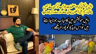 PROPER INFORMATION ABOUT PALE MUTATION WITH ONE AND ONLY RAHIM ALI DHILLON