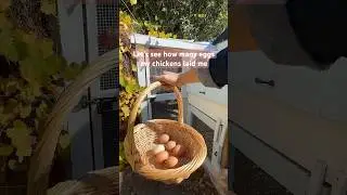 I&rsquo;m such a proud chicken mom 🐓 #chickens #marthastewart #keepingchickens #microinfluencer