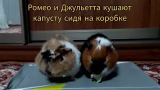Ромео и Джульетта кушают капусту сидя на коробке