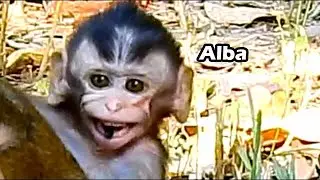 Hungry...Hungry Milk Alba Cry Hungry So Much | Skinny Alba Want Anna Give Her Milk