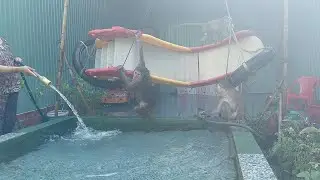the heat is 45 degrees Celsius monkeys need a cool bath
