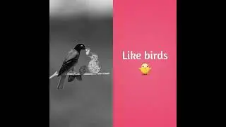 bird is nature .#savethebirds