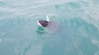Special Tours - Whale Watching - Playful Minke Whale