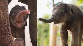 Её зовут Леди Бёрд! 🐘💗 18 000 голосов решают судьбу зоопарка Форт-Уэрта