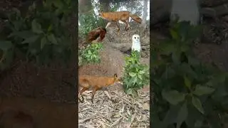 Robin Fox And Owl #shorts #owl #fox
