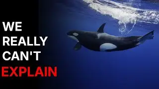 Nothing About Orcas Is Normal... Here's Why