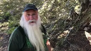 Mountain Mahogany high in the White Mountains