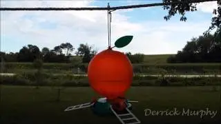 Hummingbirds Being Very Territorial!!