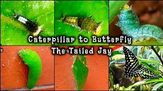 Tailed Jay , first instar caterpillar to Butterfly 🦋