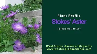 Stokes Aster Plant Profile