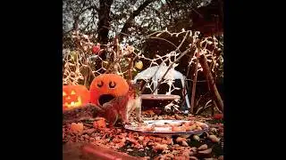 Squirrel robbers stealing the skunks peanuts. #squirrels #squirrel #autumn #fall #cute