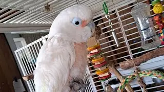Crackers the Goffin cockatoo Dances to my whistling! #dancingparrot #adoptdontshop #engagednotcaged