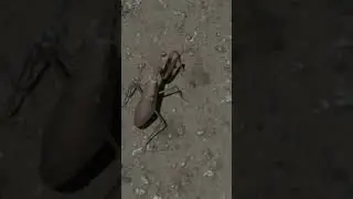Play mantis in the building
