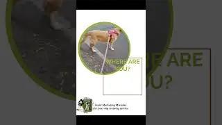 Behavioral trainer for city dogs- marketing