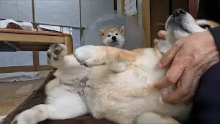 夏のもちもちぱん職人