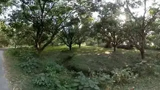 A 360 degree walk in Baganchara Beler Math forest area of Shantipur