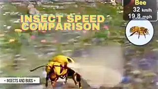 Insect Speed Comparison