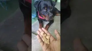 important stay training for dog 🐶 #shorts #staytraining #dogtraininginhindi #rottweilertraining