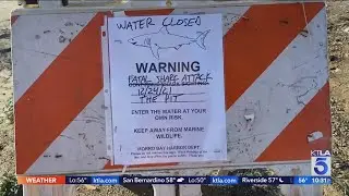 Great white shark killed Morro Bay bodyboarder on Christmas Eve