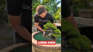 Soaking a bonsai tree. A watering method for summer #bonsai #watering #tauchmethode