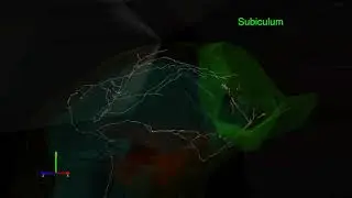 GABAergic septo-hippocampal neuron
