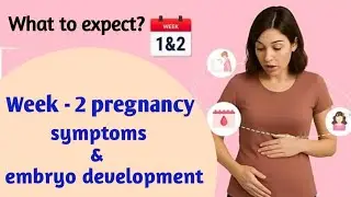 Week 2 pregnancy symptoms and embryo development 