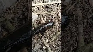 Soft Frog Ketupluk