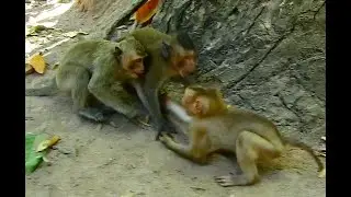 oops ! brave little orphan monkey is attacking with amber kids 2 vs 1, what style little orphan mk