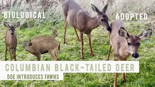 Deer Introduces 4 Fawns in 1 Year