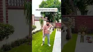 Only pet parents can relate this 🤗 #shortsviral #petparents #shihtzugram #dogshorts