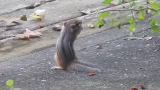 Chipmunk antics