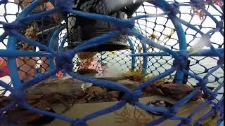 remonter de casier a crabes