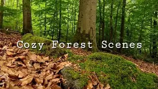 Cozy Forest Scenes - Relaxing Nature Video | Gemütliche Waldszenen 