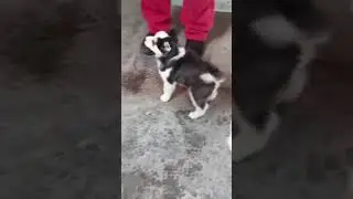 Husky blue eyes top quality puppy #husky #huskydog #blue #eyes #video