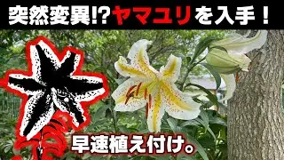 幻の！？まず手に入るはずのない〇〇ヤマユリを入手したので植え付けしてみた。
