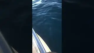 Fishing La Jolla California May 23, 2020 26 lb White Sea Bass