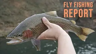 Lower Sacramento River Fly Fishing Report 2/28/20