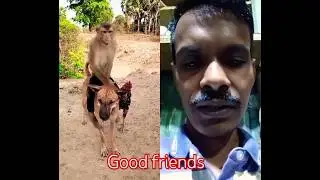 good friends 😀 #monkey #animals #shorts