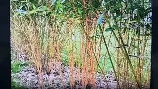 Bamboo: The Garden Plant Most People Regret Planting &ndash; Aggressive Roots, Uncontrollable Growth