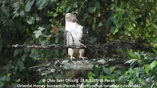 Oriental Honey-buzzard (Pernis Ptilorhynchus torquatus - Juvenile) @ Chiu S C DSCN7364