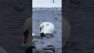 🦢Лебеди-злые птицы 🦢 #swans are evil #birds #swan #nature #лебедь #природа #животные
