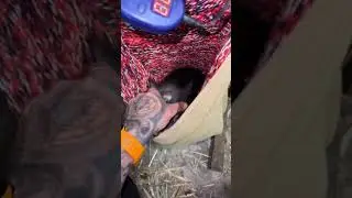 Orphan Wombat Will Not Go To Bed #shorts #wildlife #dadlife