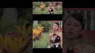 Voice of Nagaland 