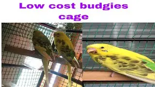 Low cost budgies cage( home made)#birdfarm