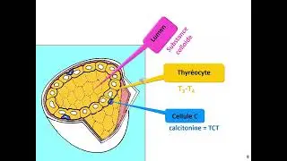 Dr MEZHOUD- Exploration de la glande thyro&iuml;de Partie 1