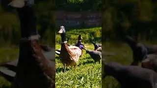 beautiful ducks in the garden #mood #natural #duck #new