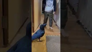 大好きな次男が来てはしゃぐカラスのハッピー　#カラス #crow #karasu #かわいい #尊い  #嬉しい  #はしゃぐ  #鳥 #喜び #大好き