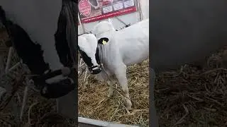 #deoni #bull top Quality Bull at Krishi Pradrshan #baile #Maharashtra #trending